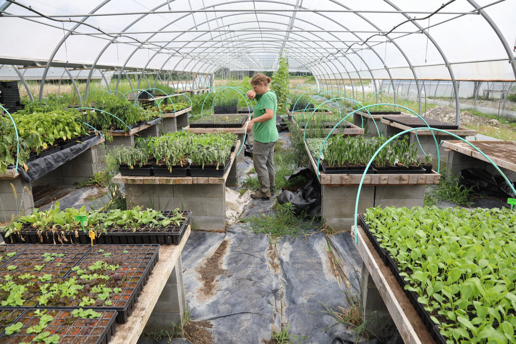 A farmer working in a greenhouse.