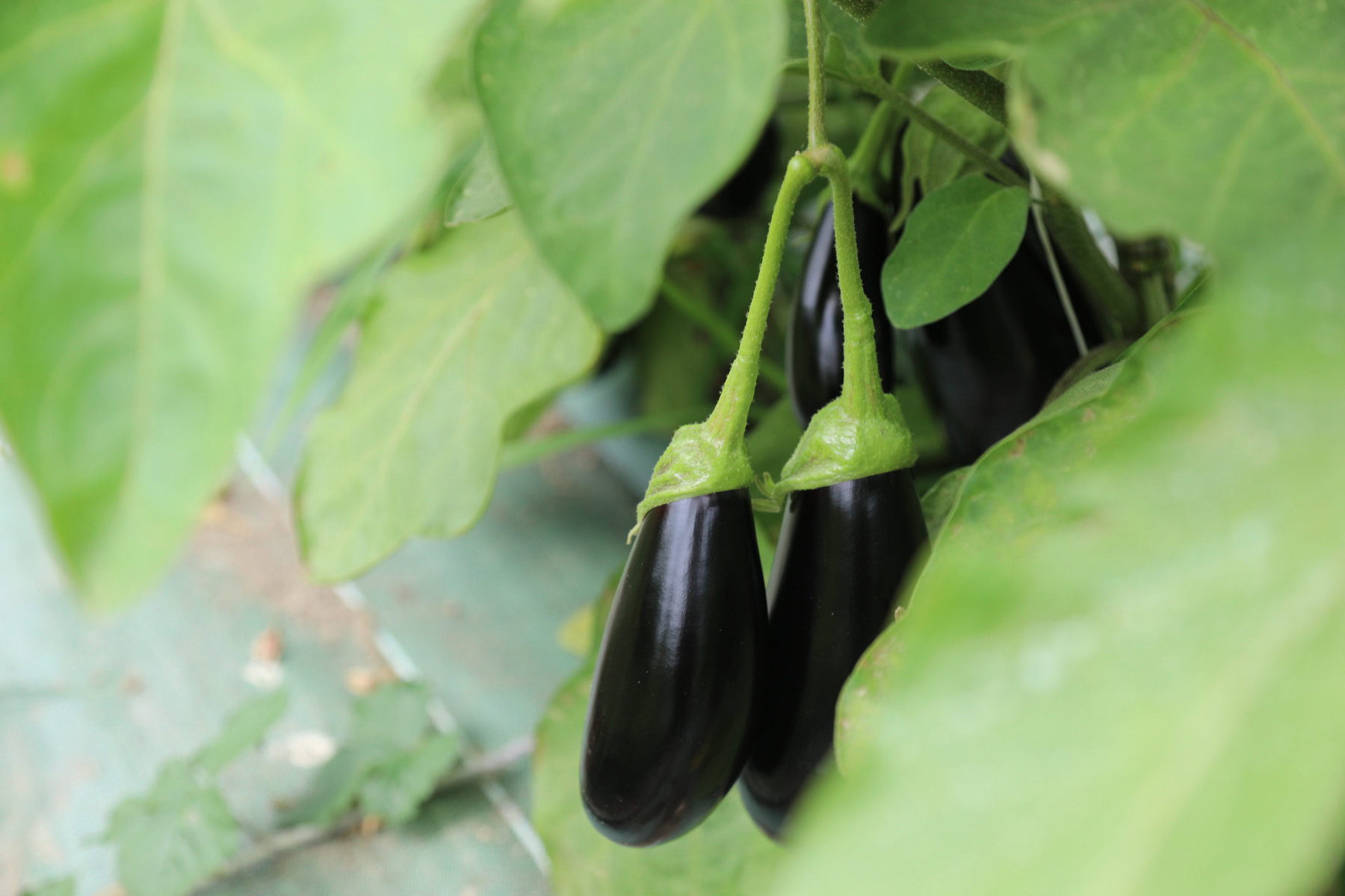 Baby eggplants growing.