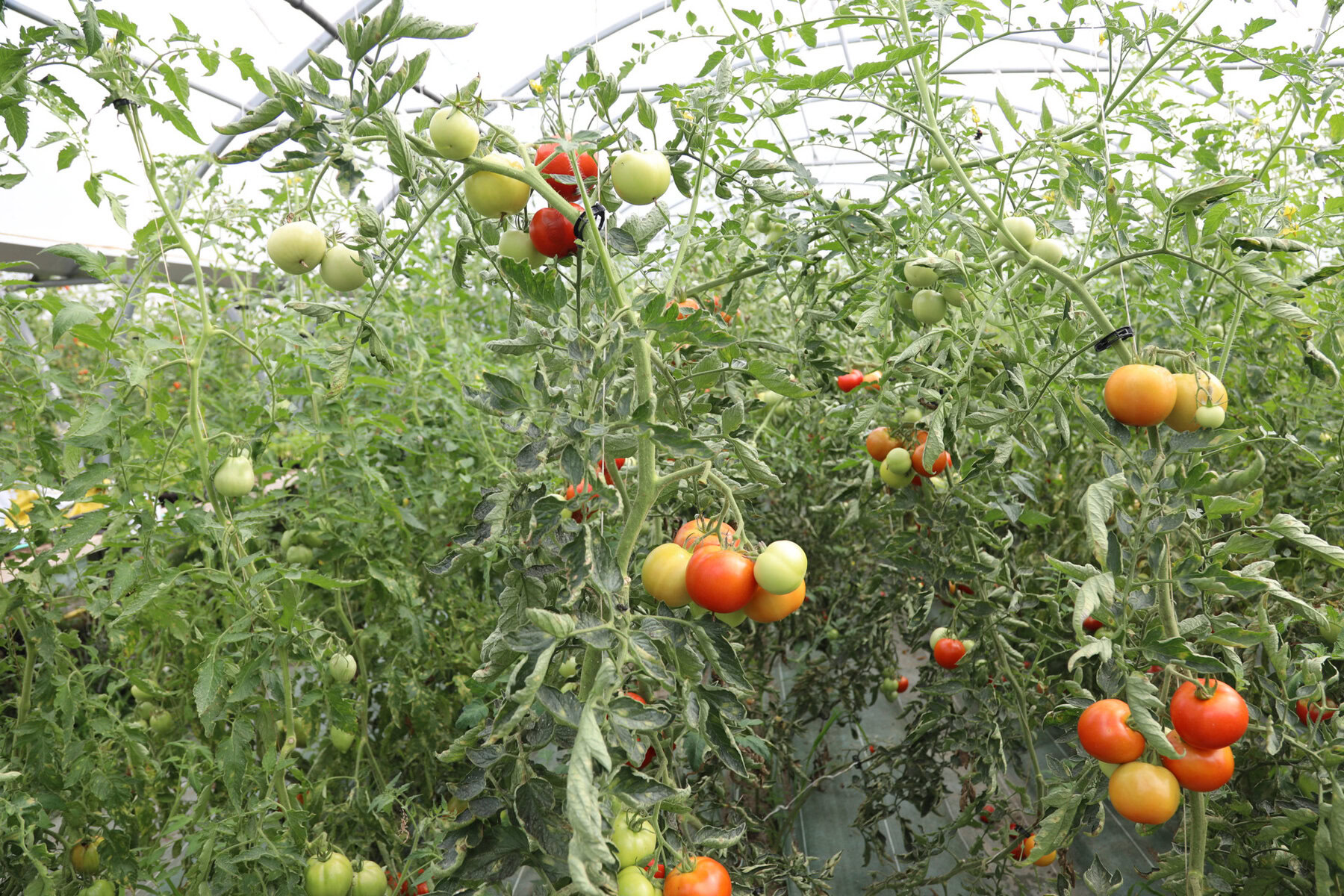 Tomatoes growing in a greenhouse.