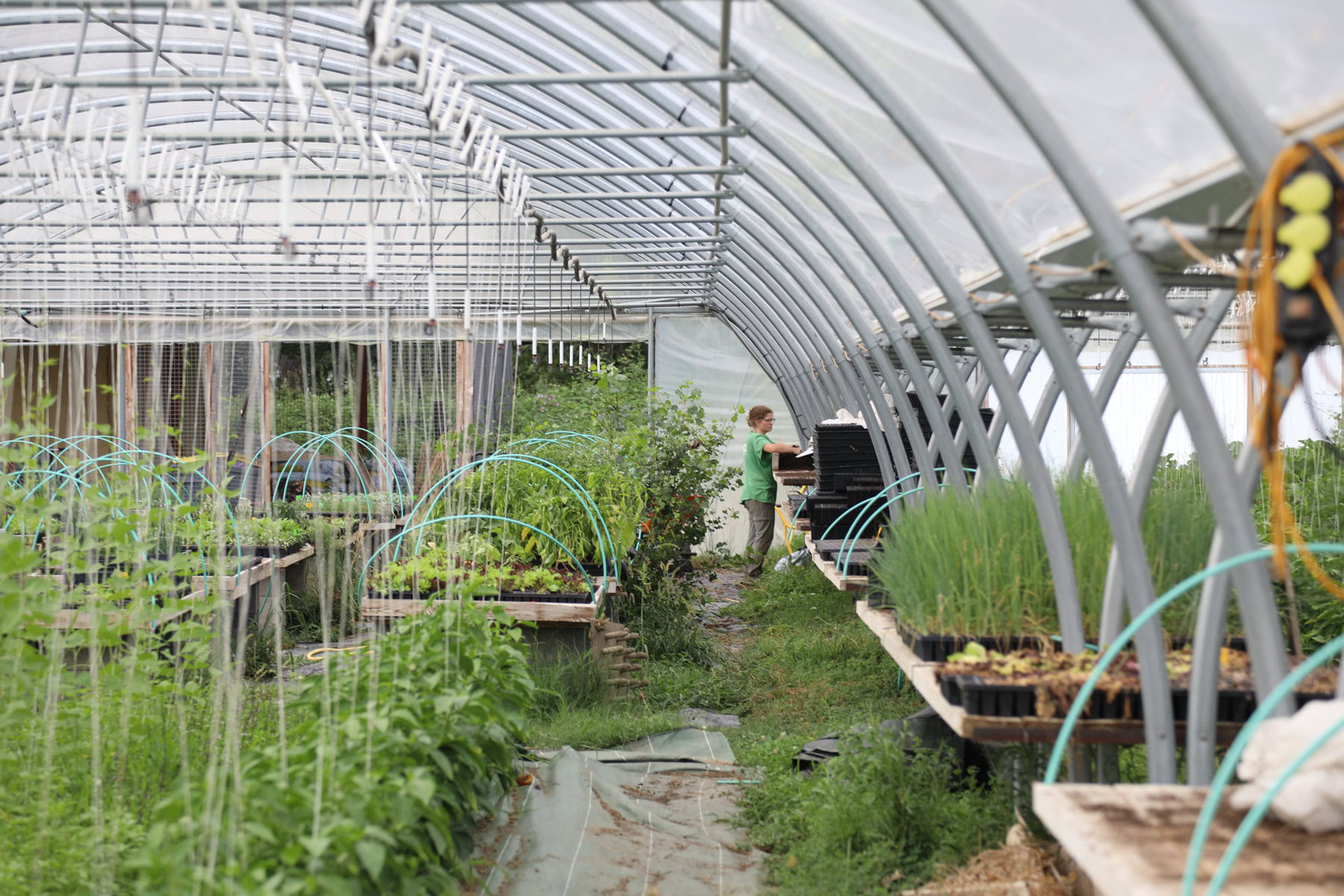 A farmer working in a greenhouse.