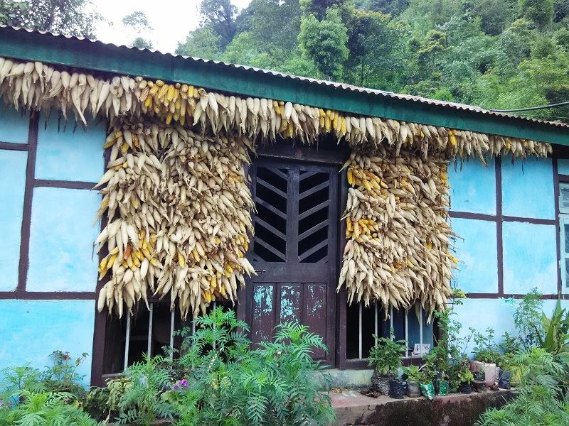 A bumper crop of maize drying on a farmer's house. 