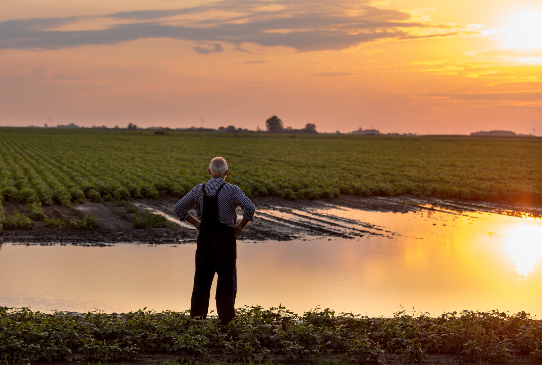 A senior farmer in overalls looks out at a flooded field.