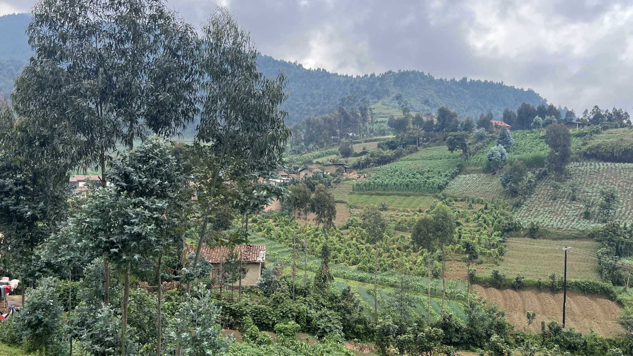 Radical terraces in use. 