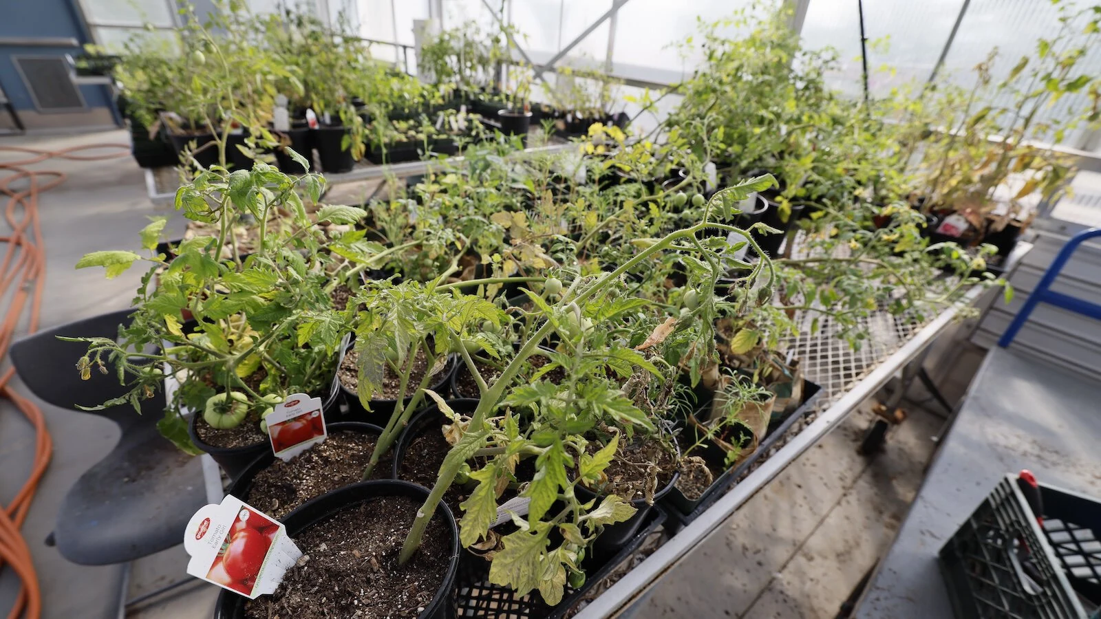 Vegetables growing inside a greenhouse.