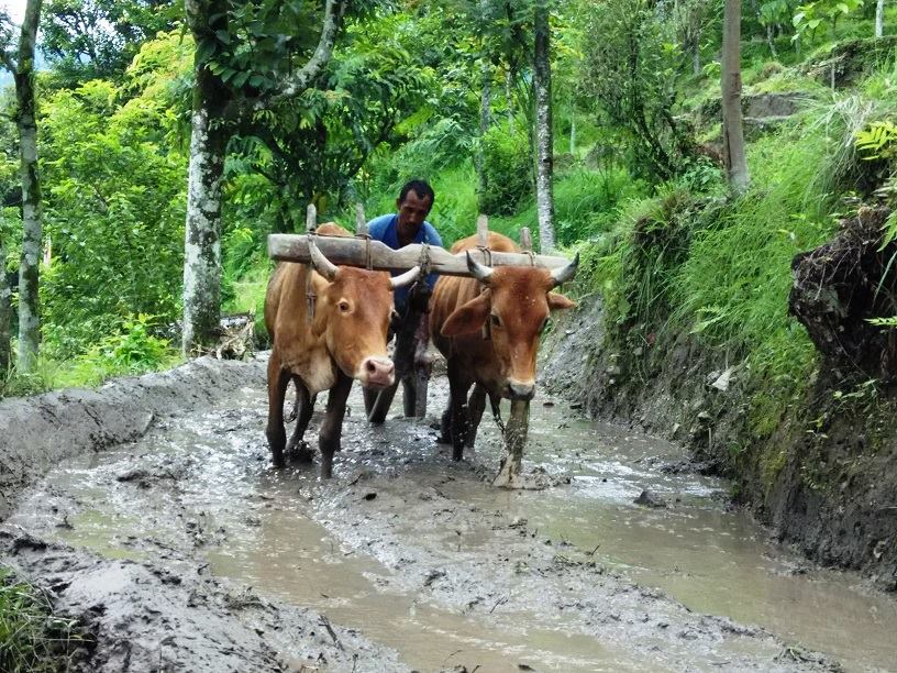 Ploughing the fields after the monsoon. 