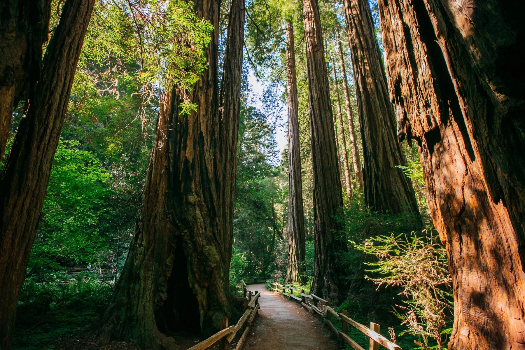 A trail through huge redwood trees.