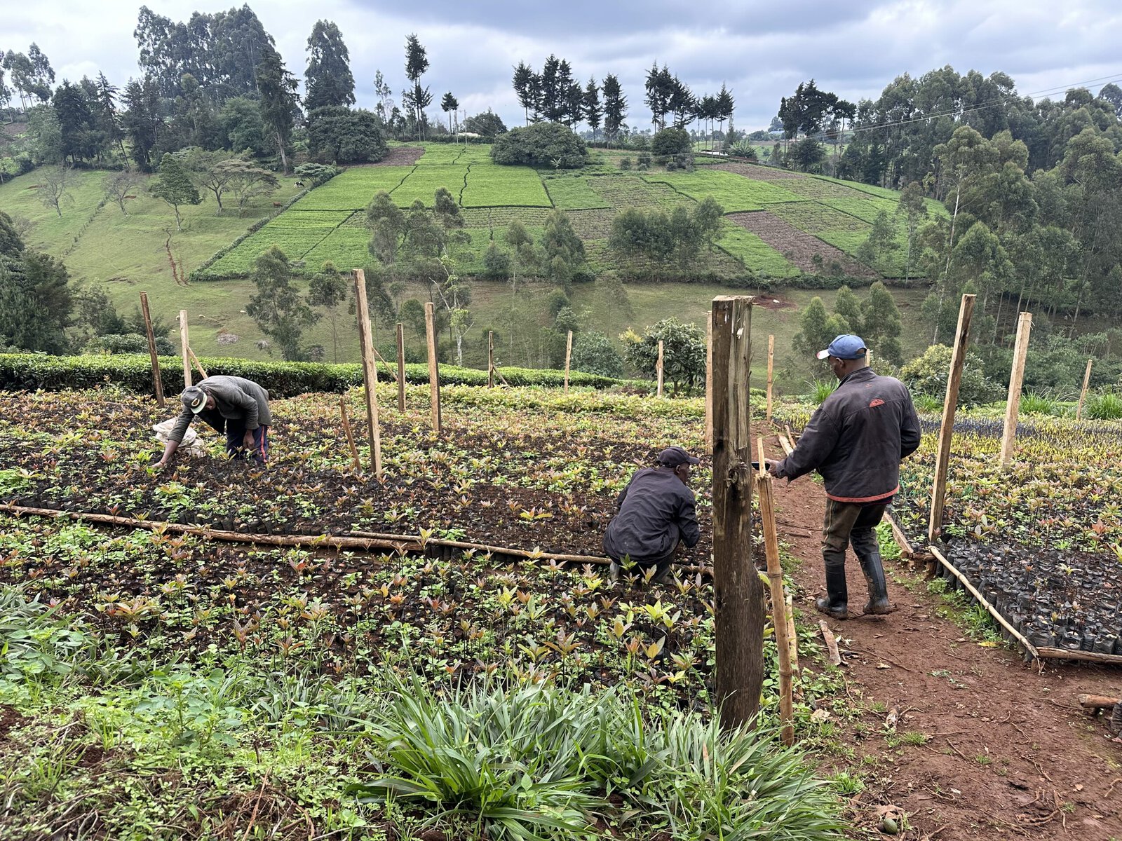 Three workers grafting saplings with rolling green fields in the background.