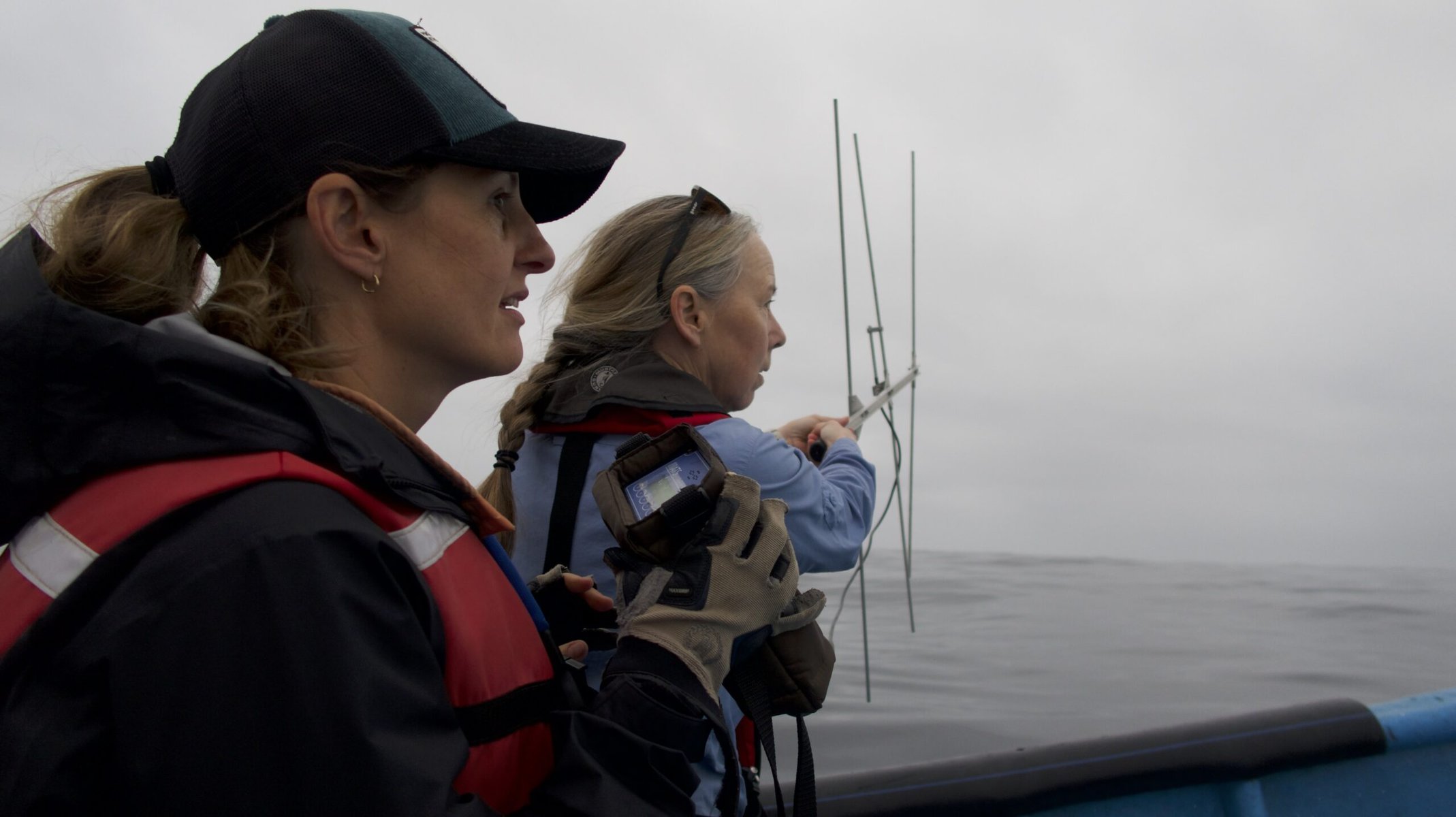 Tagging fin whales with Susannah Buchan.