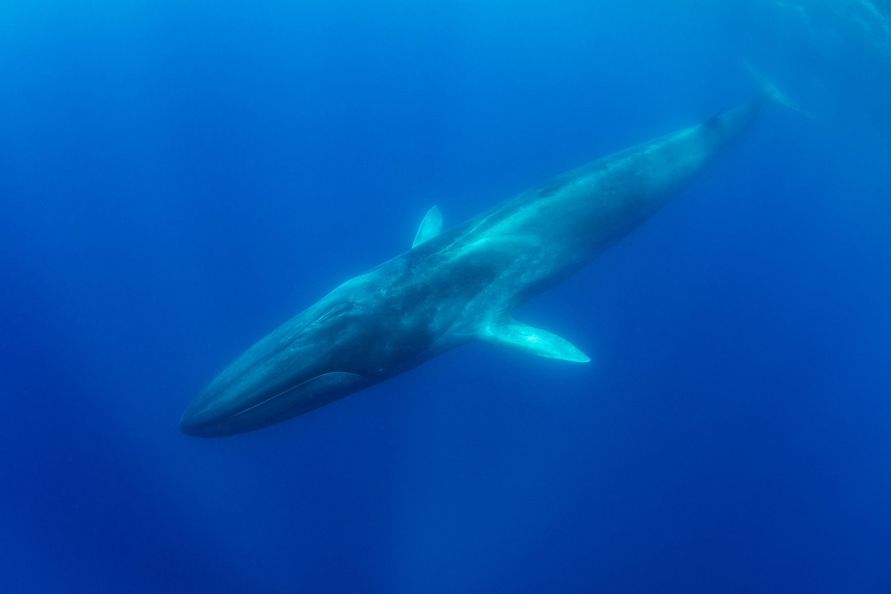 A fin whale under water.