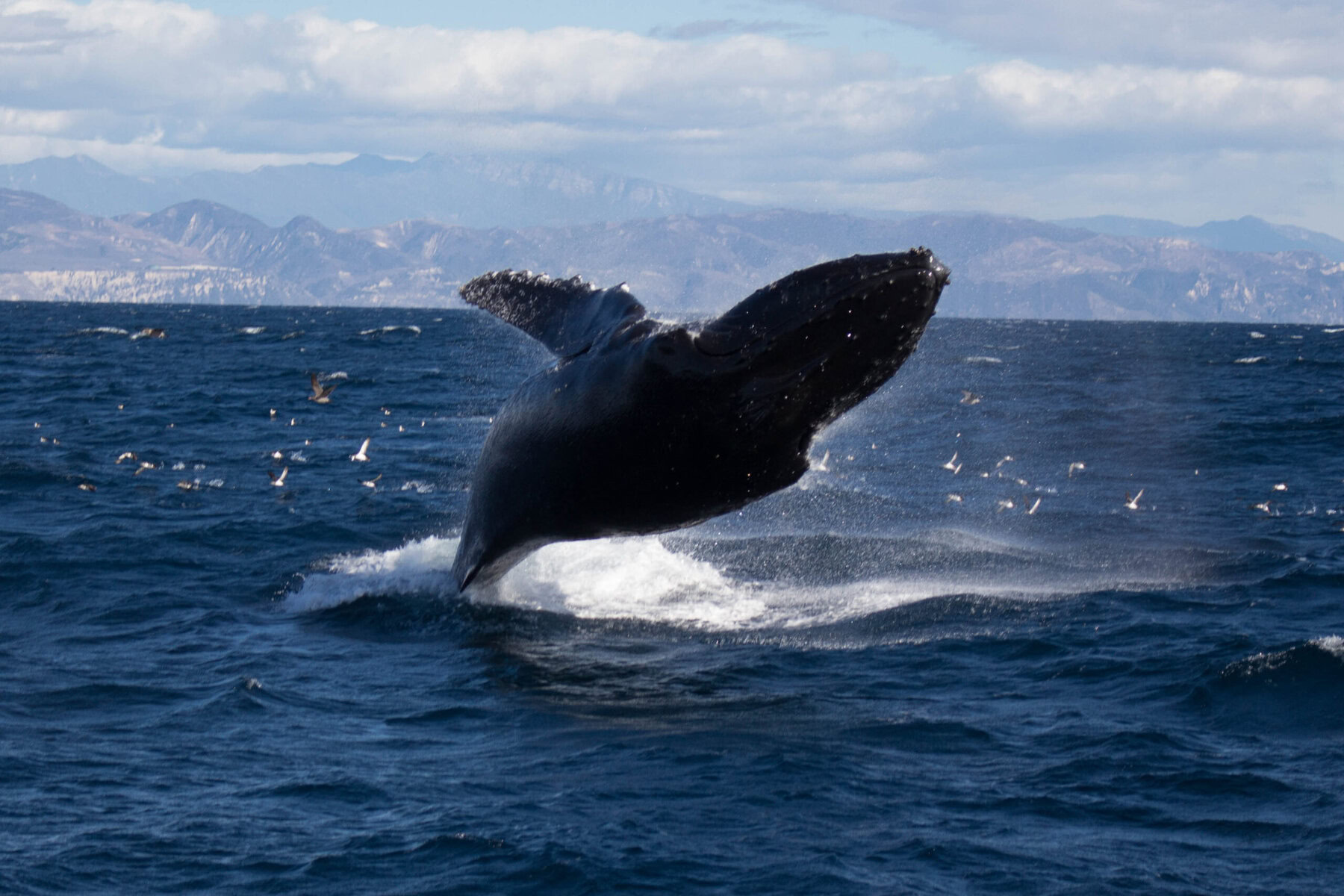 A humpback whale breaching off the coast of Santa Barbara. 