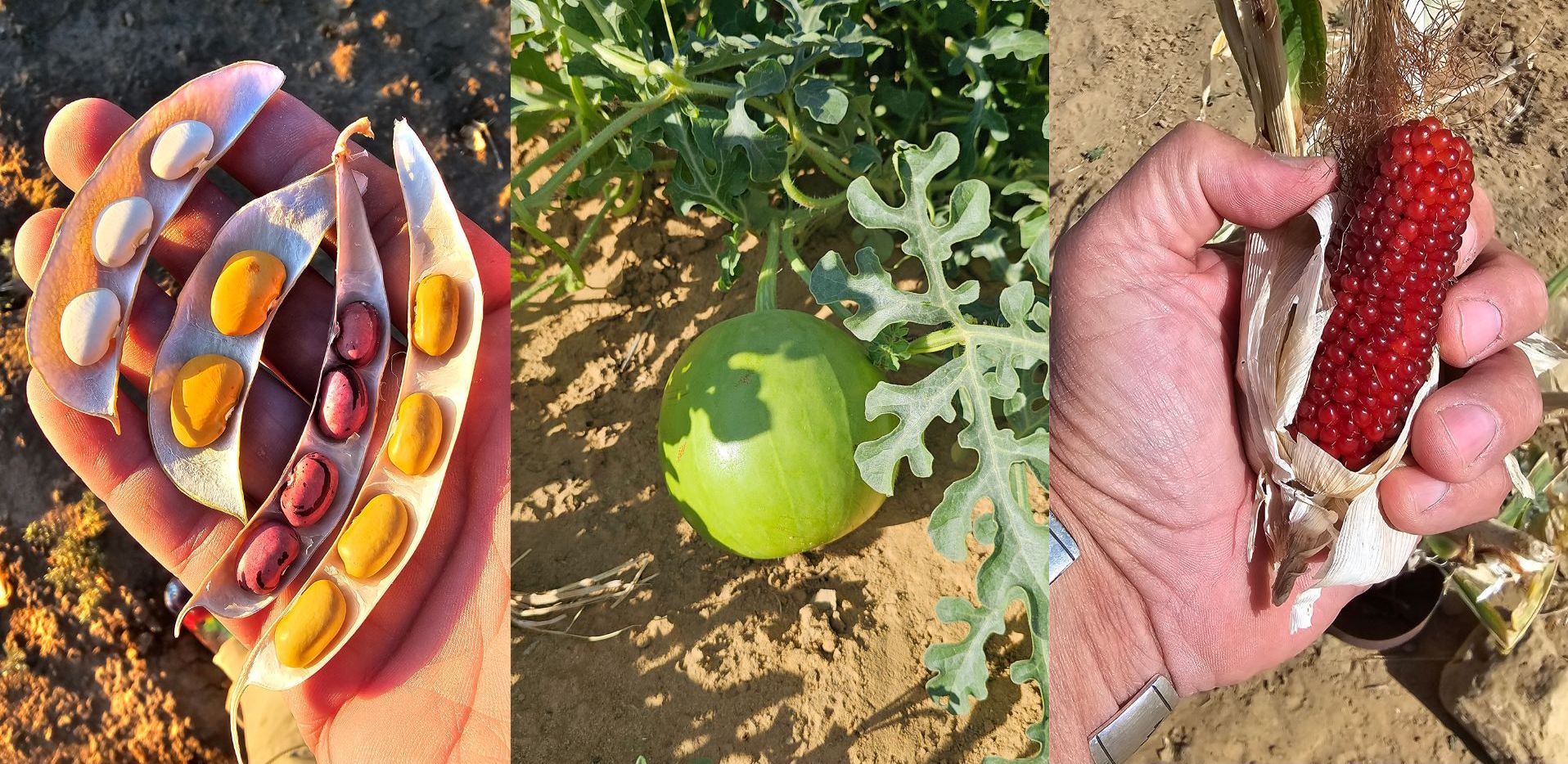 Left to right: A variety of Hopi beans, a squash growing and an old Hopi corn variety from an 800-year-old seed. 