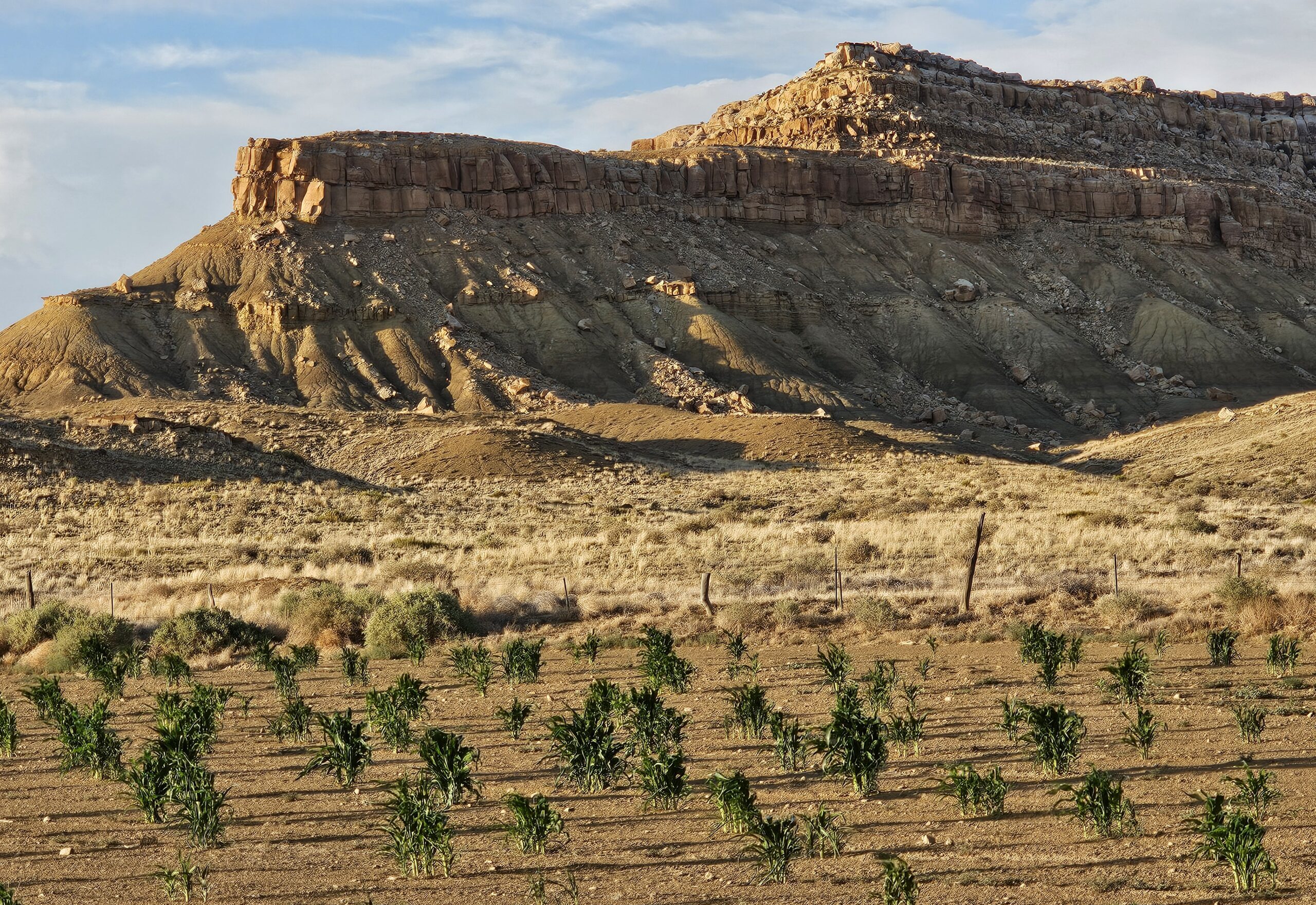 A Hopi cornfield with a sandstone and shale formation behind it.