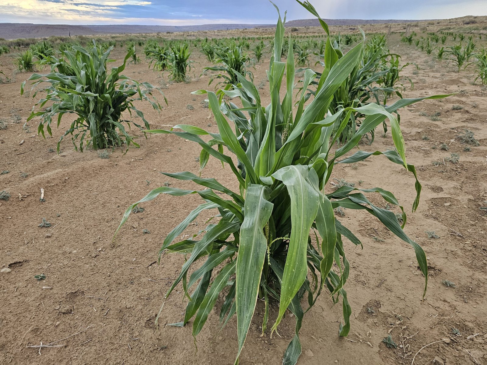 Hopi corn growing