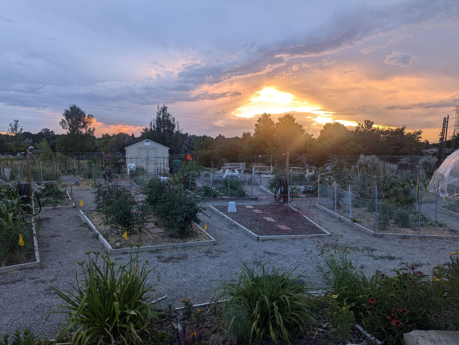 A garden in the Denver Urban Gardens network at sunset.