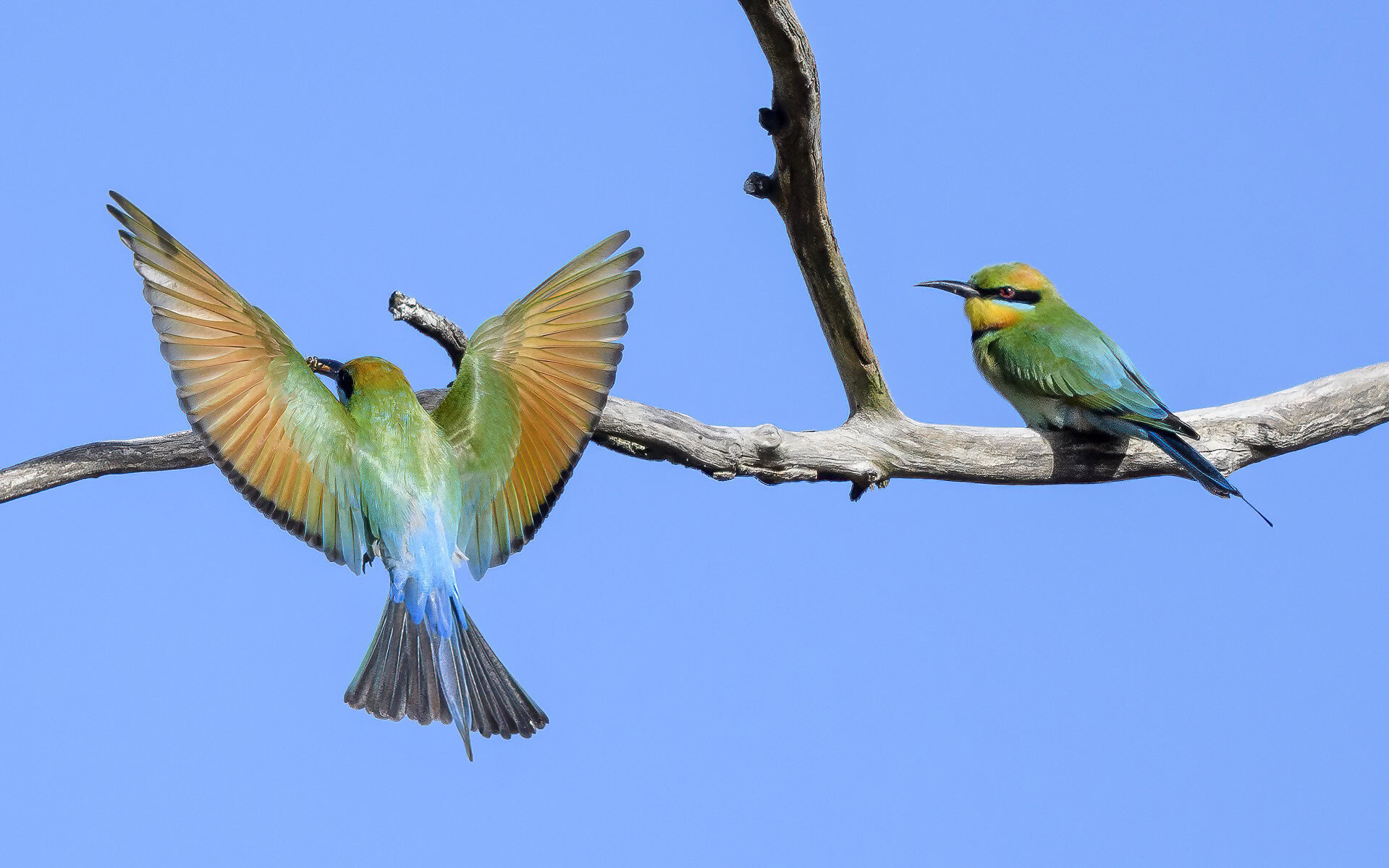 Two rainbow bee-eaters, brilliantly colored small birds. One sits on a branch while another spreads its wings to fly.