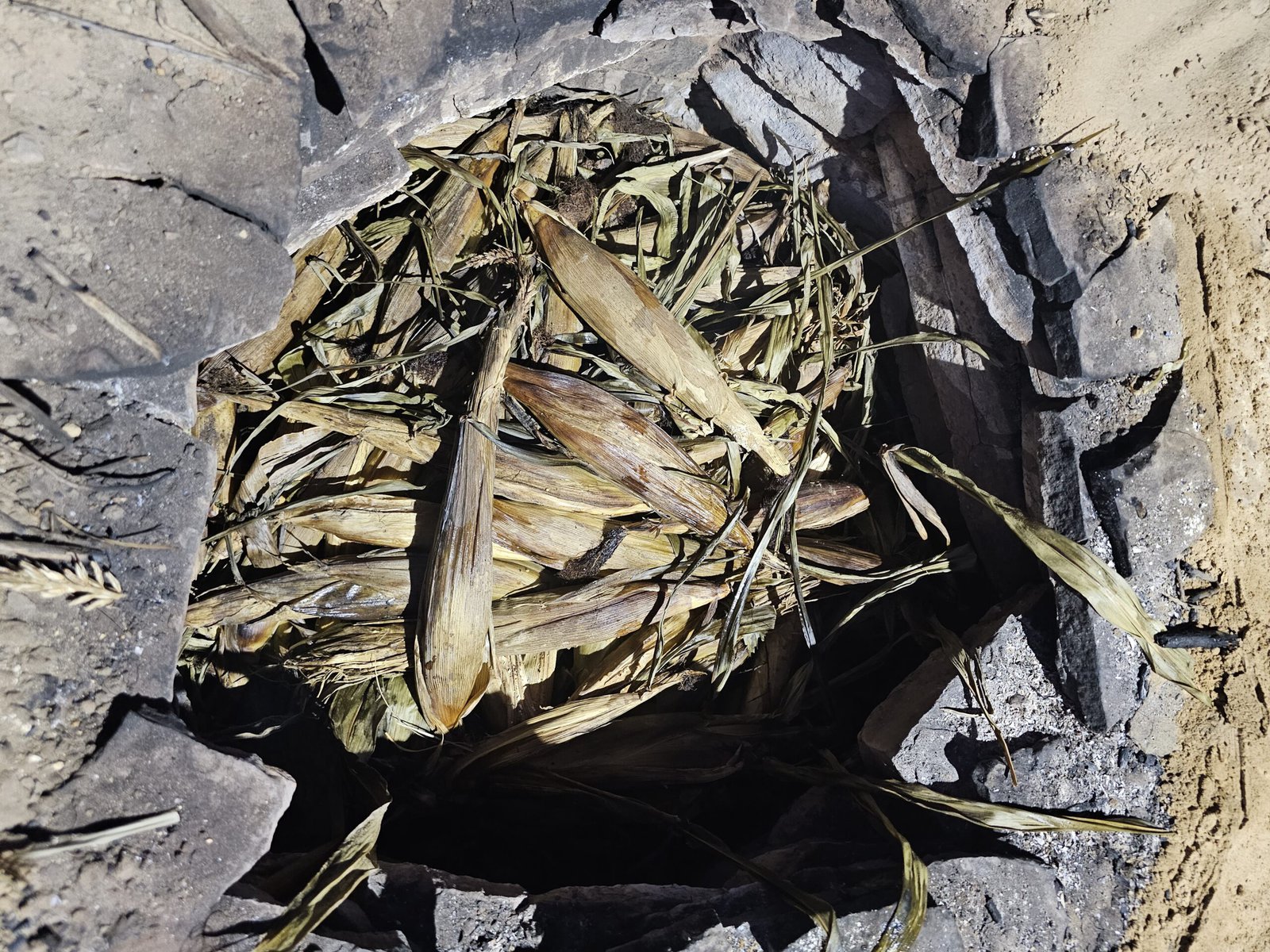 Roasted corn in a Hopi pit. 