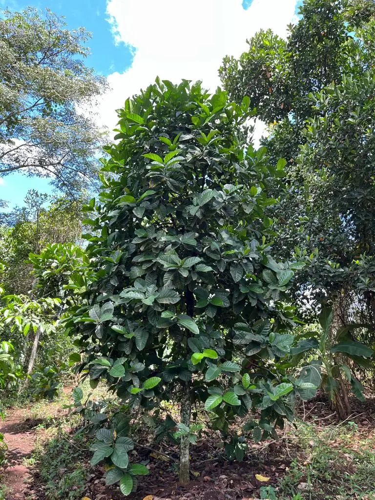 A liberica tree.