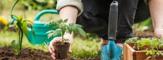 A gardener planting a seedling.