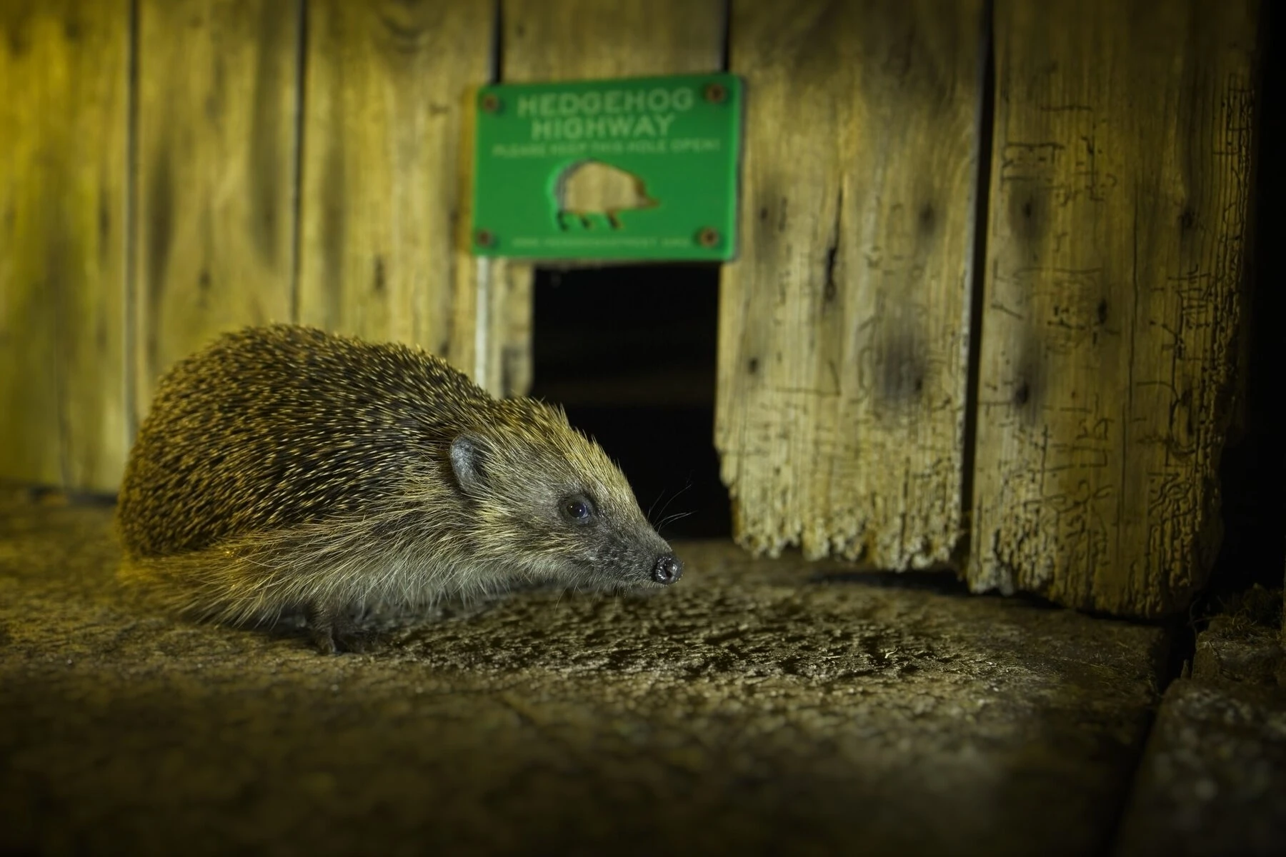 A hedgehog by a hedgehog highway. 