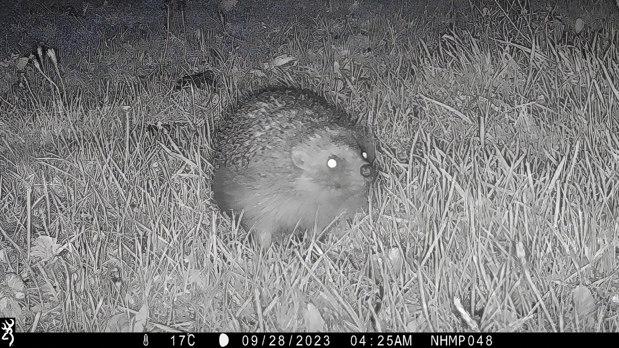 A hedgehog spotted as part of the National Hedgehog Monitoring Programme.