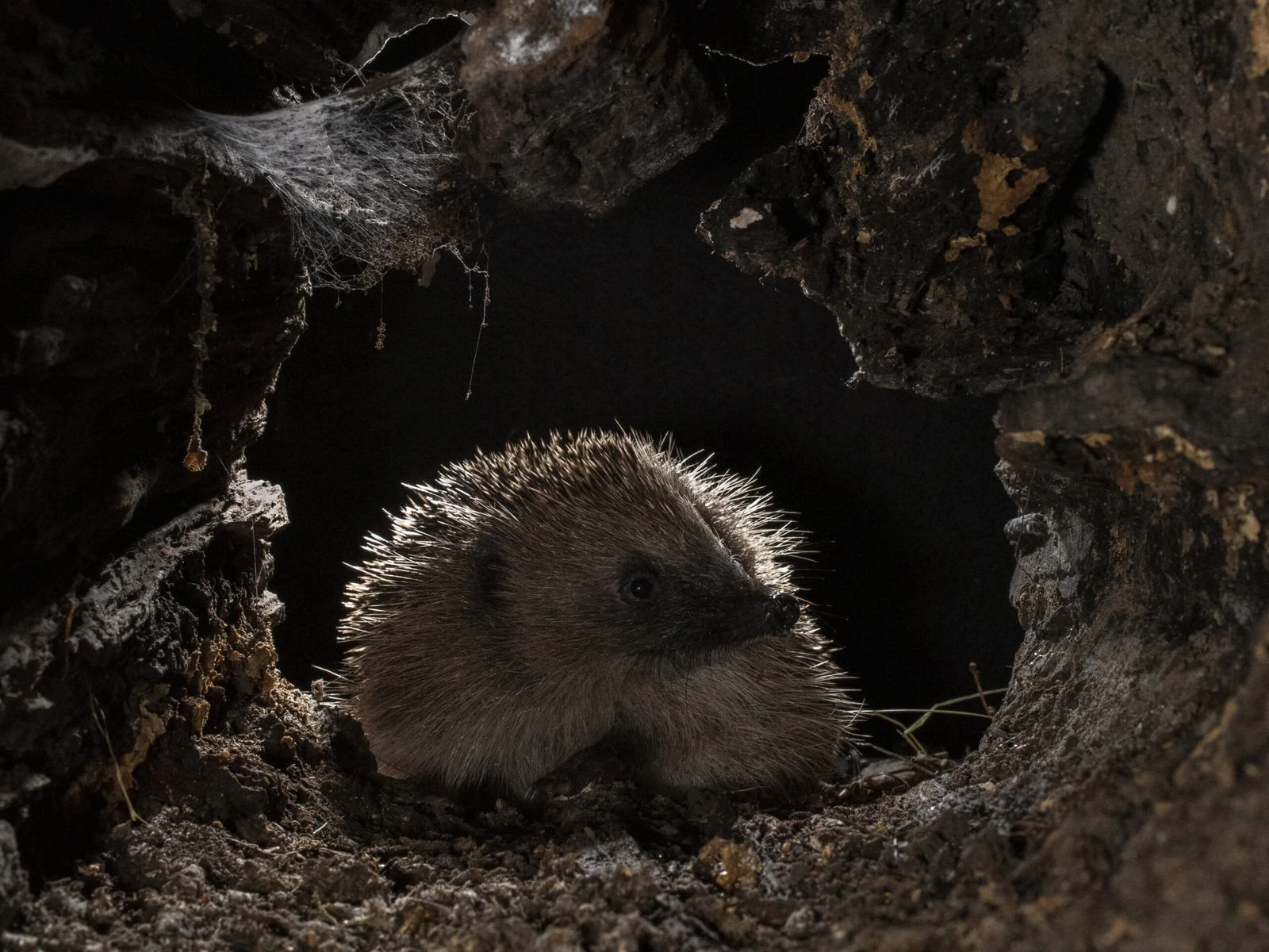 A native hedgehog at night.