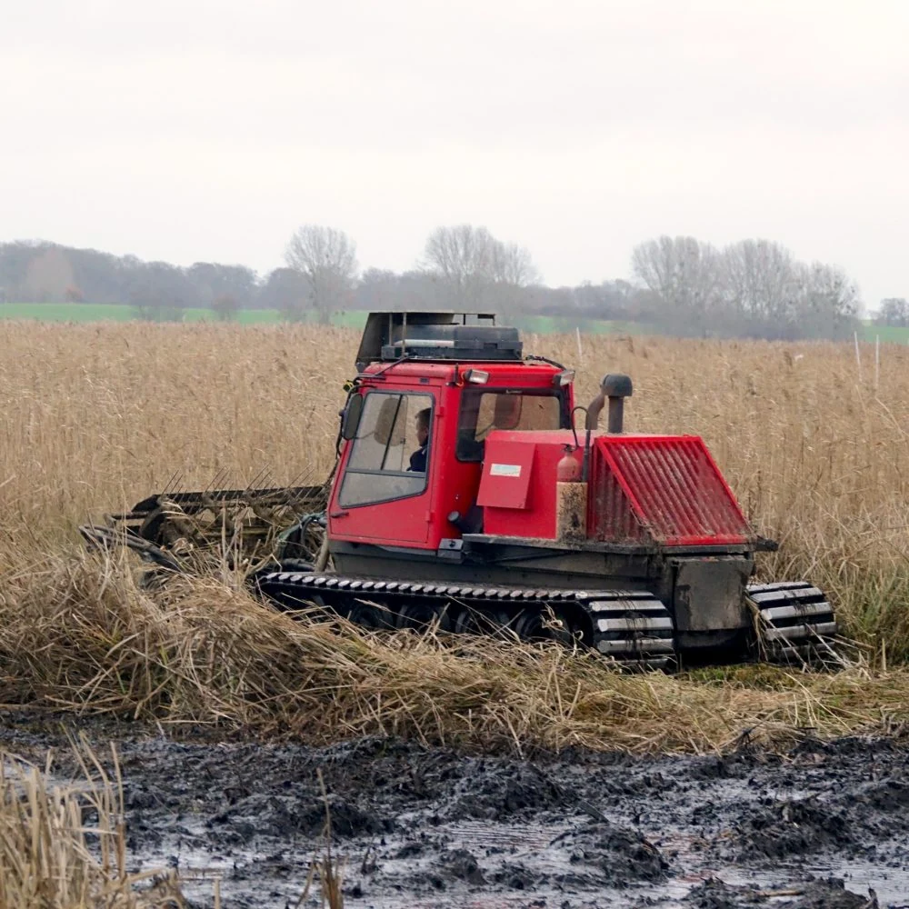 A tractor harvests cattails on Henning Voigt's farm.