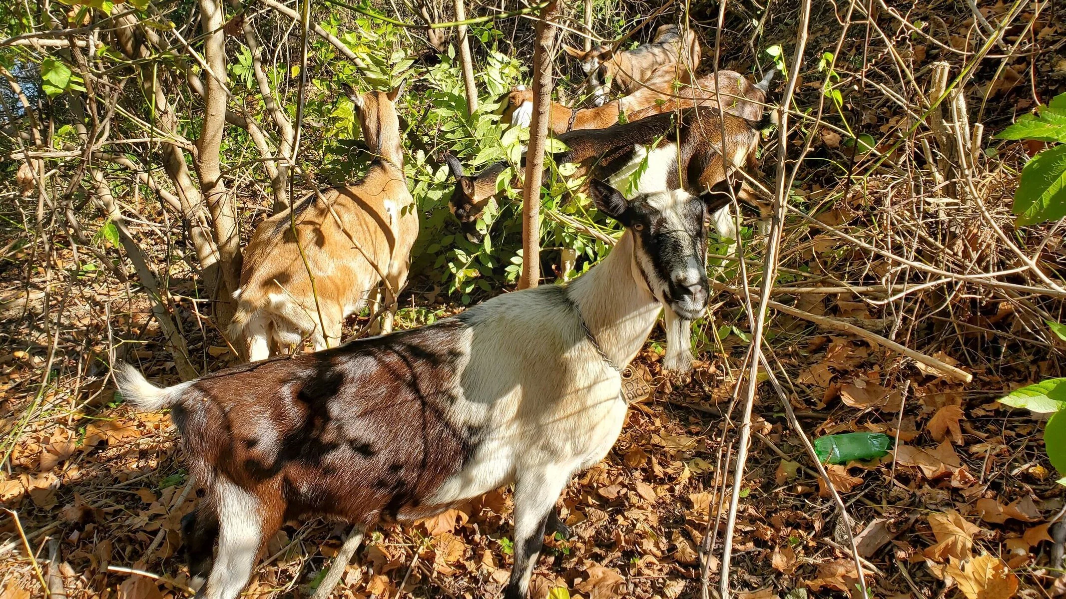 One goat looks at the camera while the others graze.