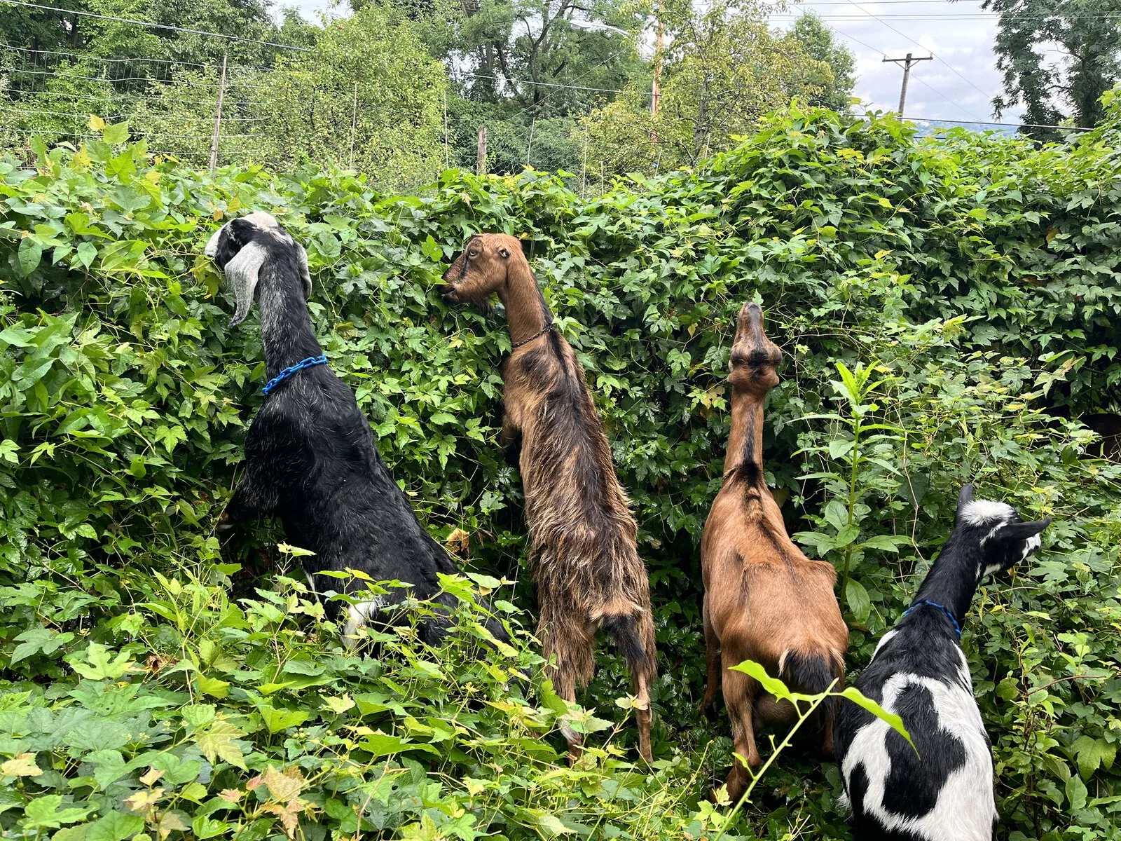 Four goats graze on invasive plants.