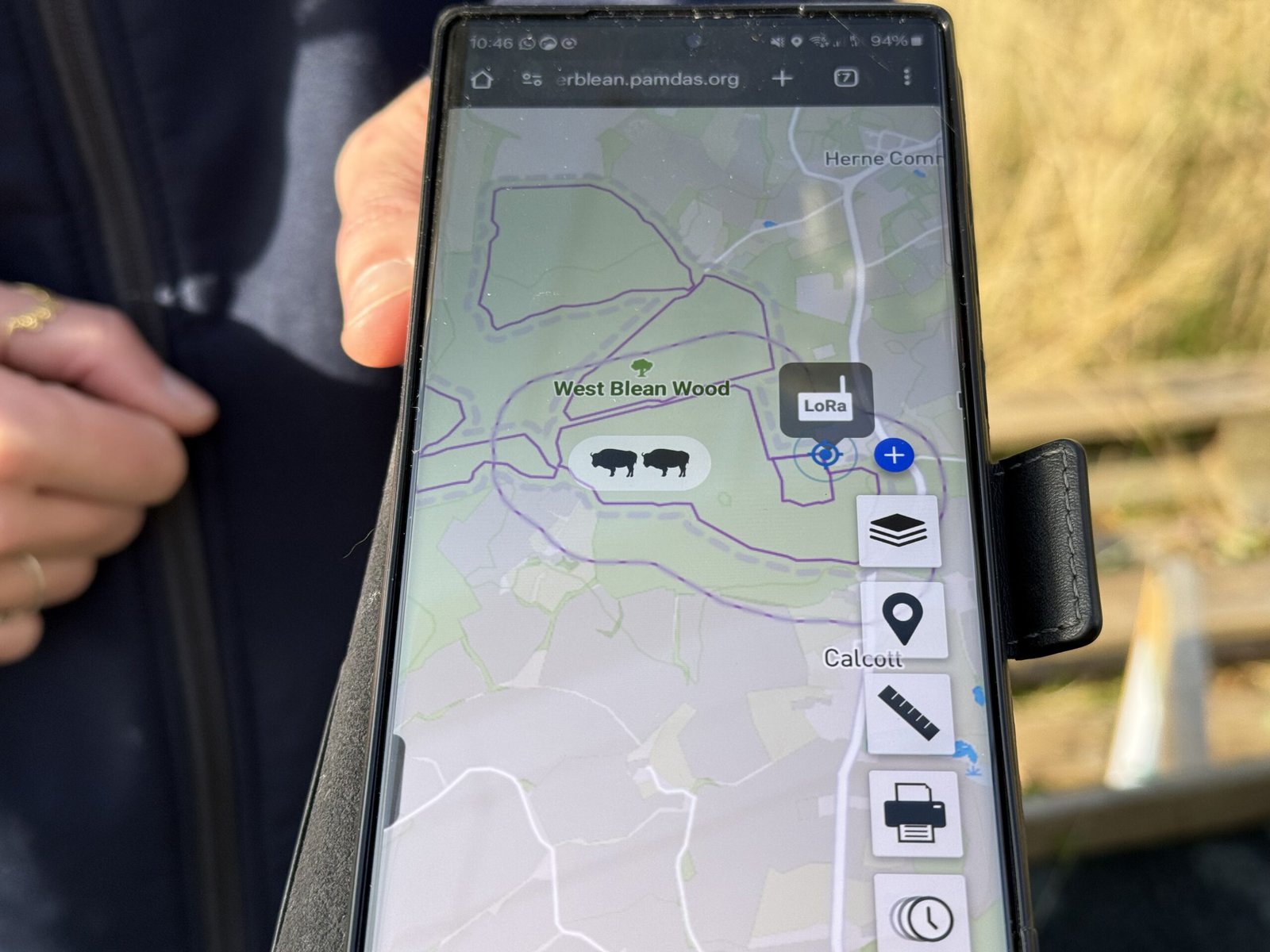 A map on a phone shows an image of bison.