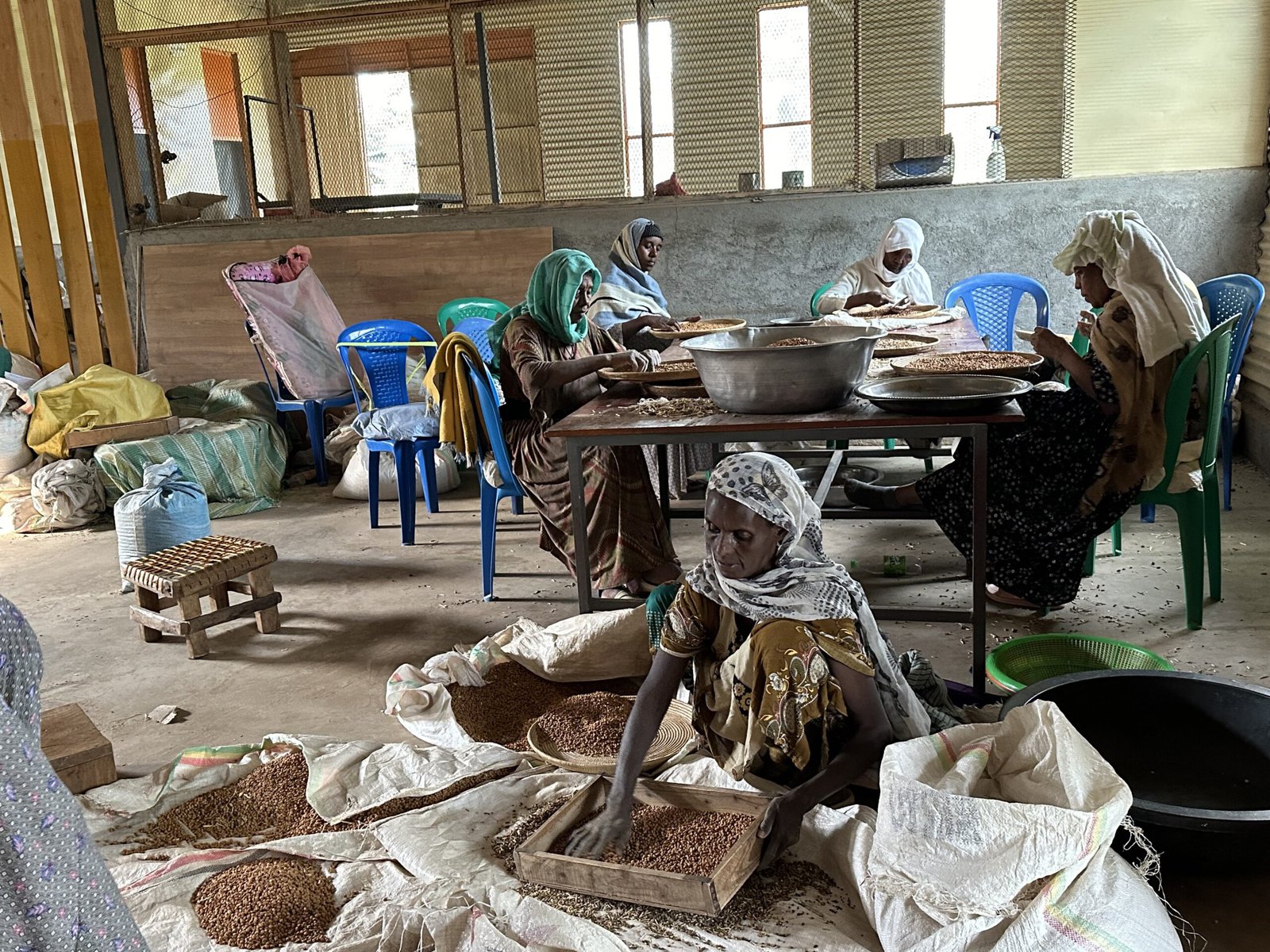 Women sorting seeds.