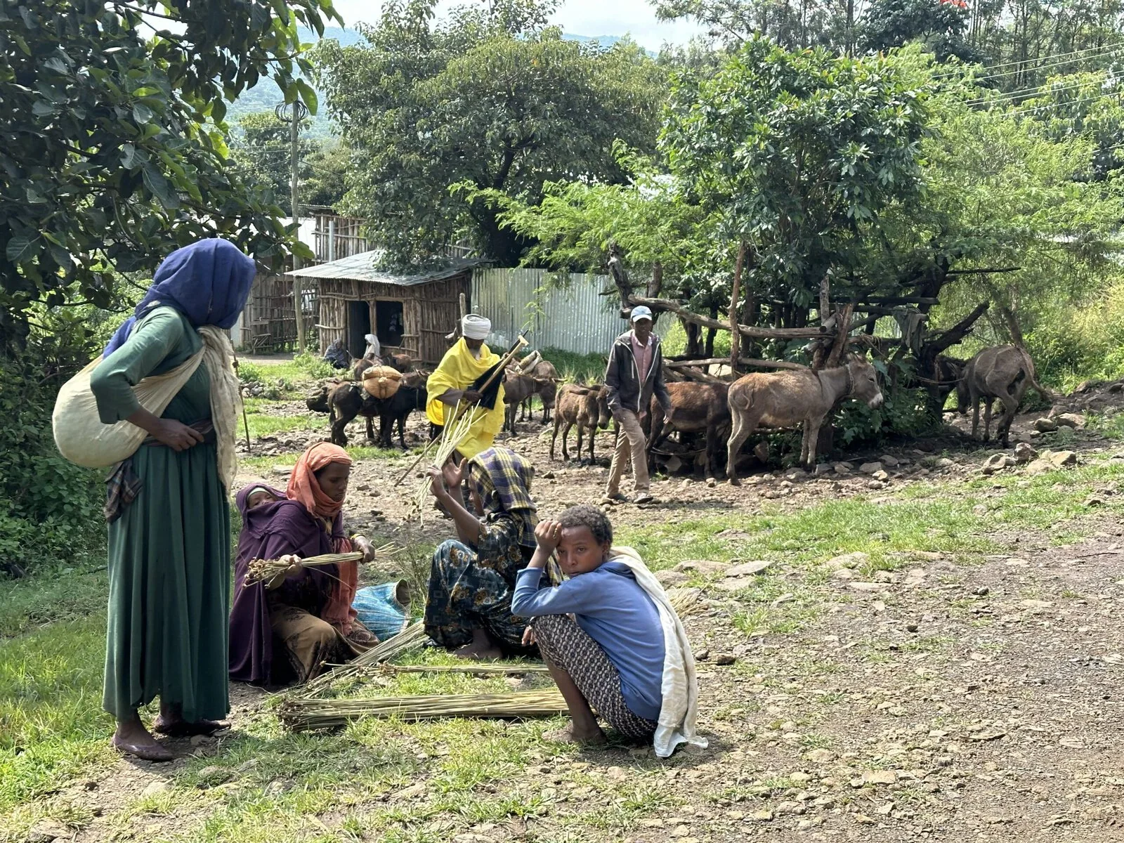 People crouching over weaving materials in a field with livestock behind them.