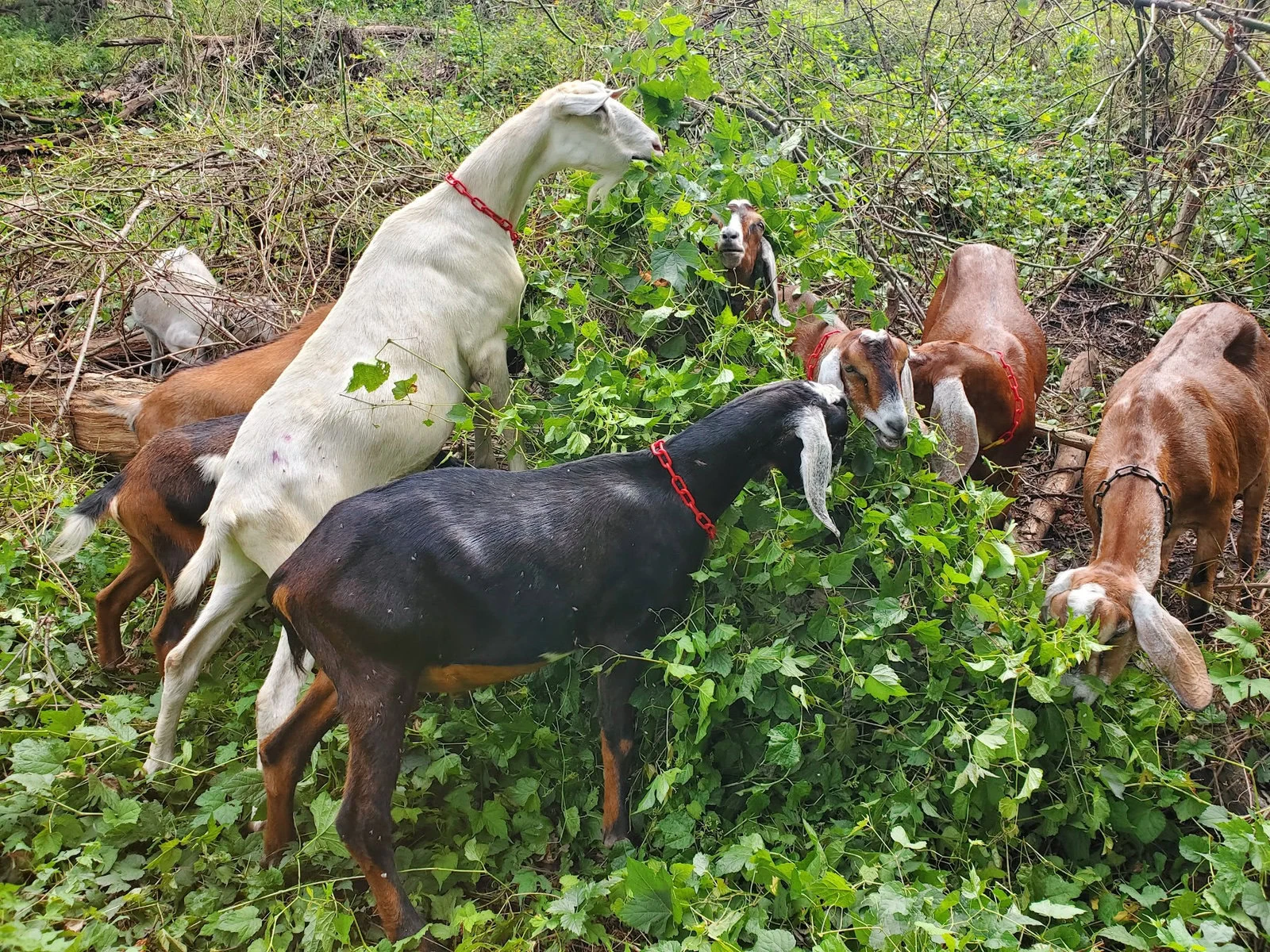 Several goats graze on invasive species.