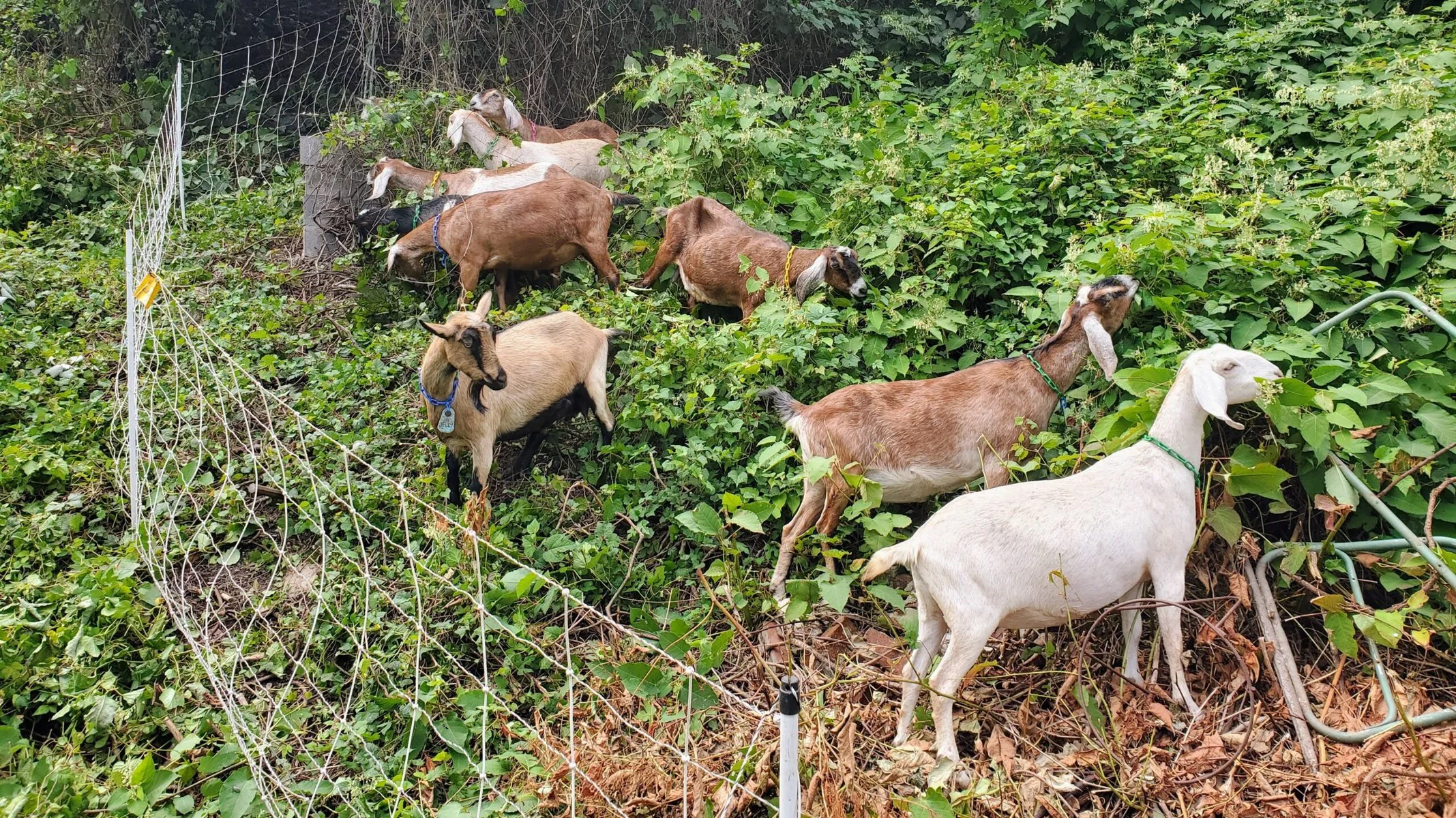 Several goats graze on invasive species.