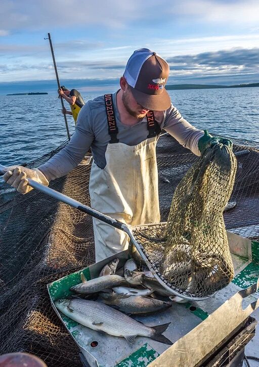 A fisherman empties a net.