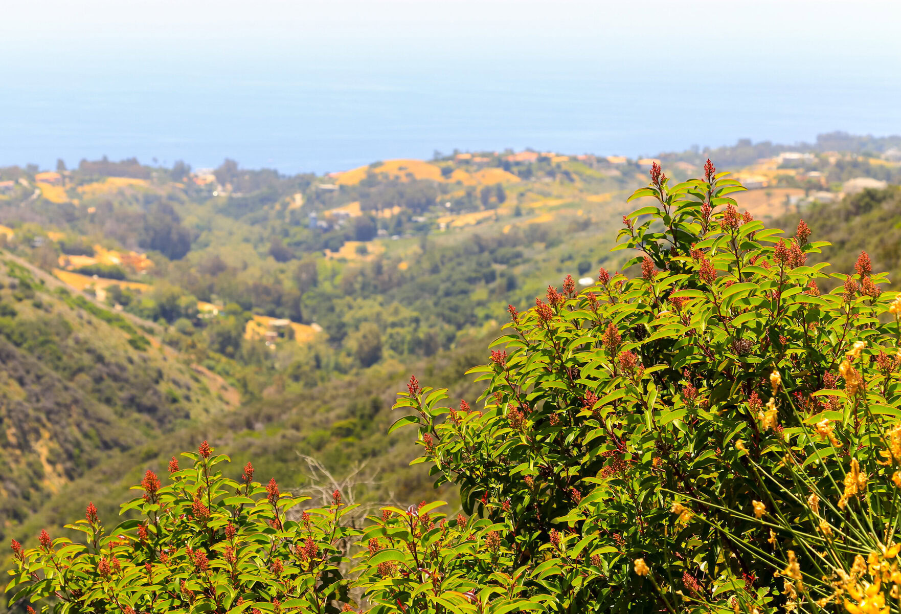 Toyon blooming in the Santa Monica mountains with a view of the ocean.