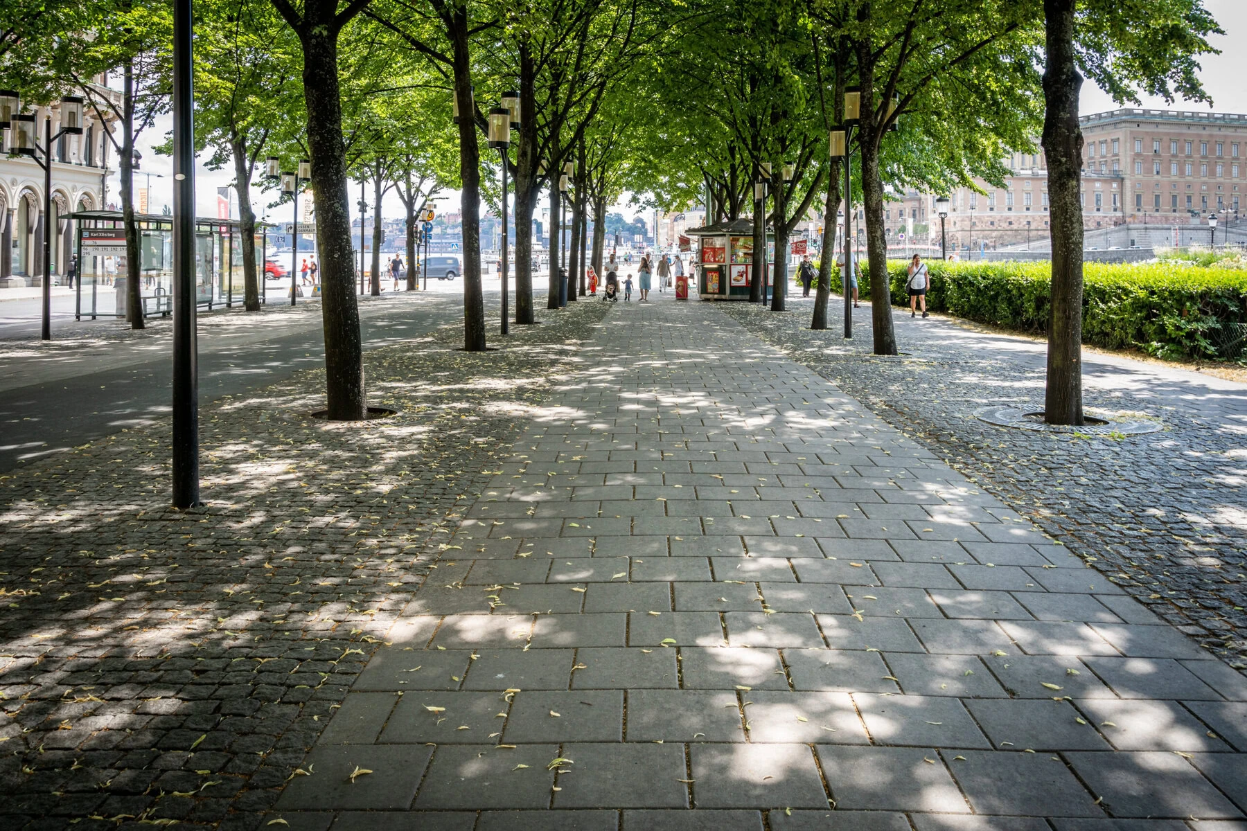 View of trees in a plaza in Stockholm. 