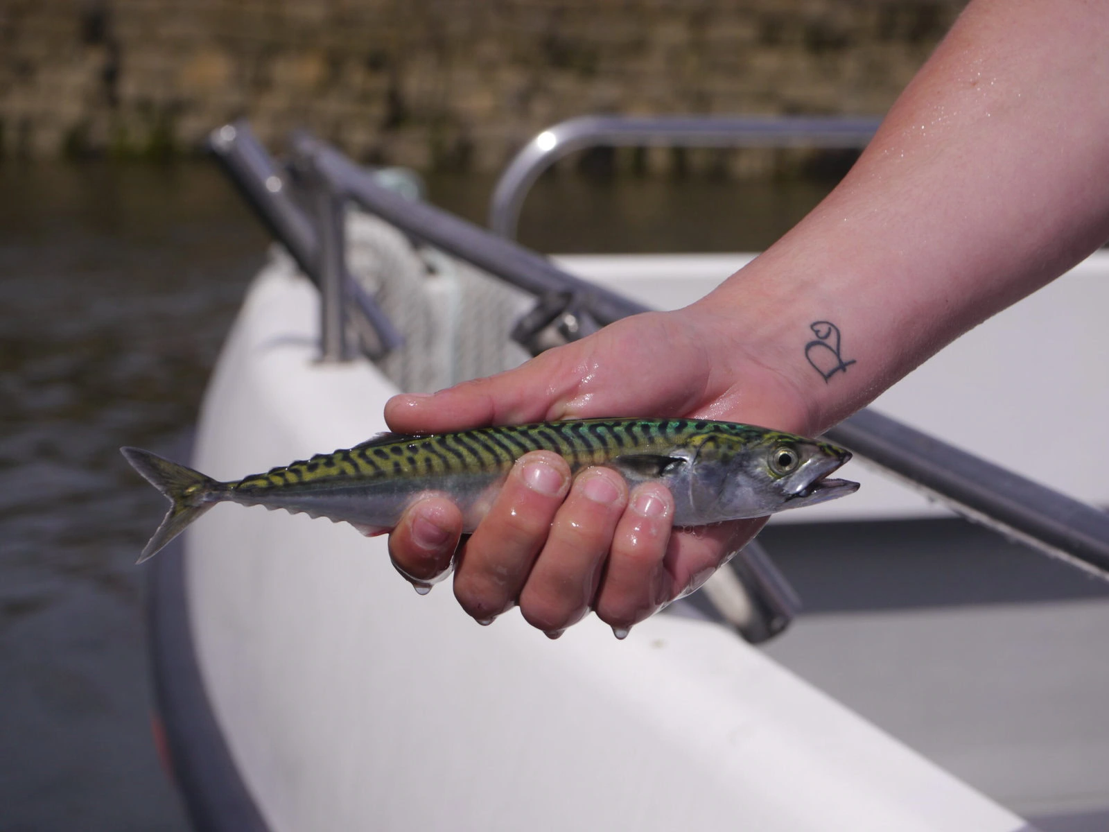 A hand holds a small mackerel over the edge of a white boat.