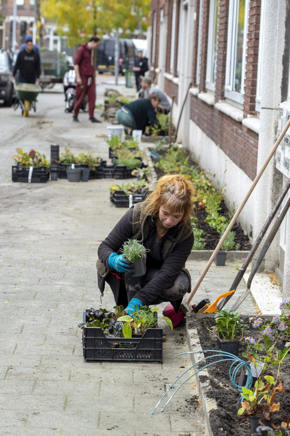 People crouch to plant flowers in new flower beds along a sidewalk.