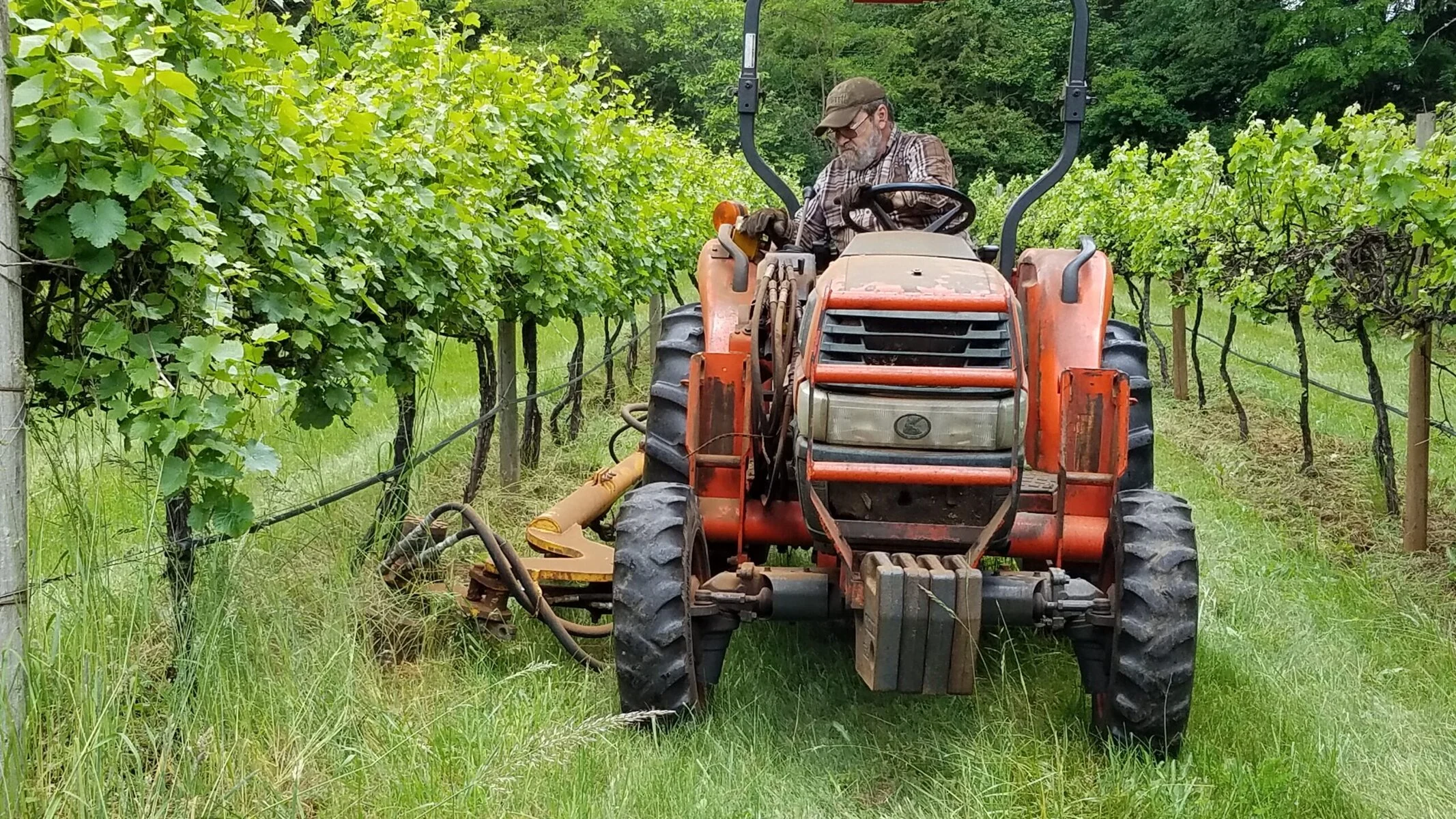A man drives a tractor between vineyard rows.