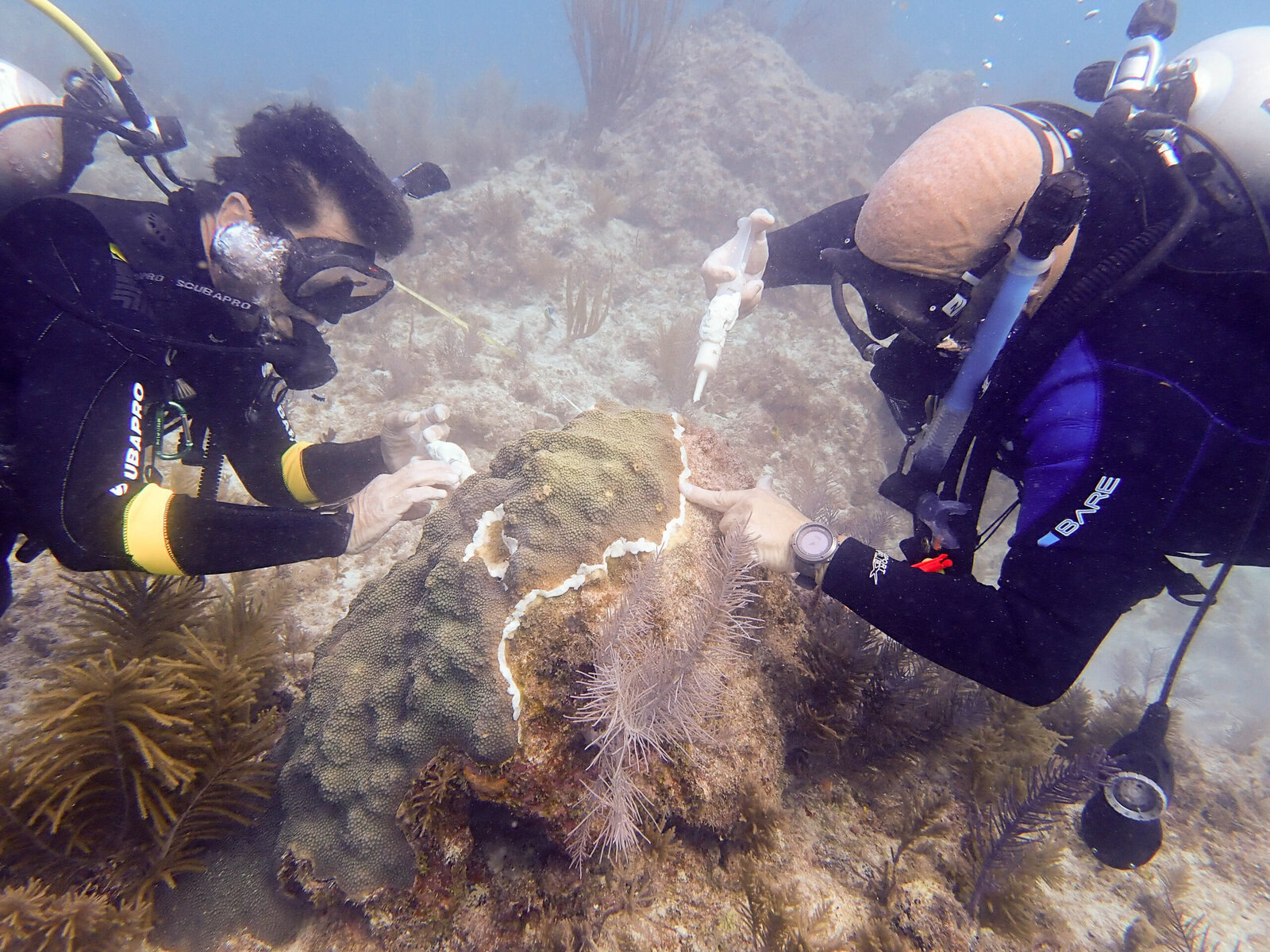 Two divers use tools on a piece of coral on the ocean floor.