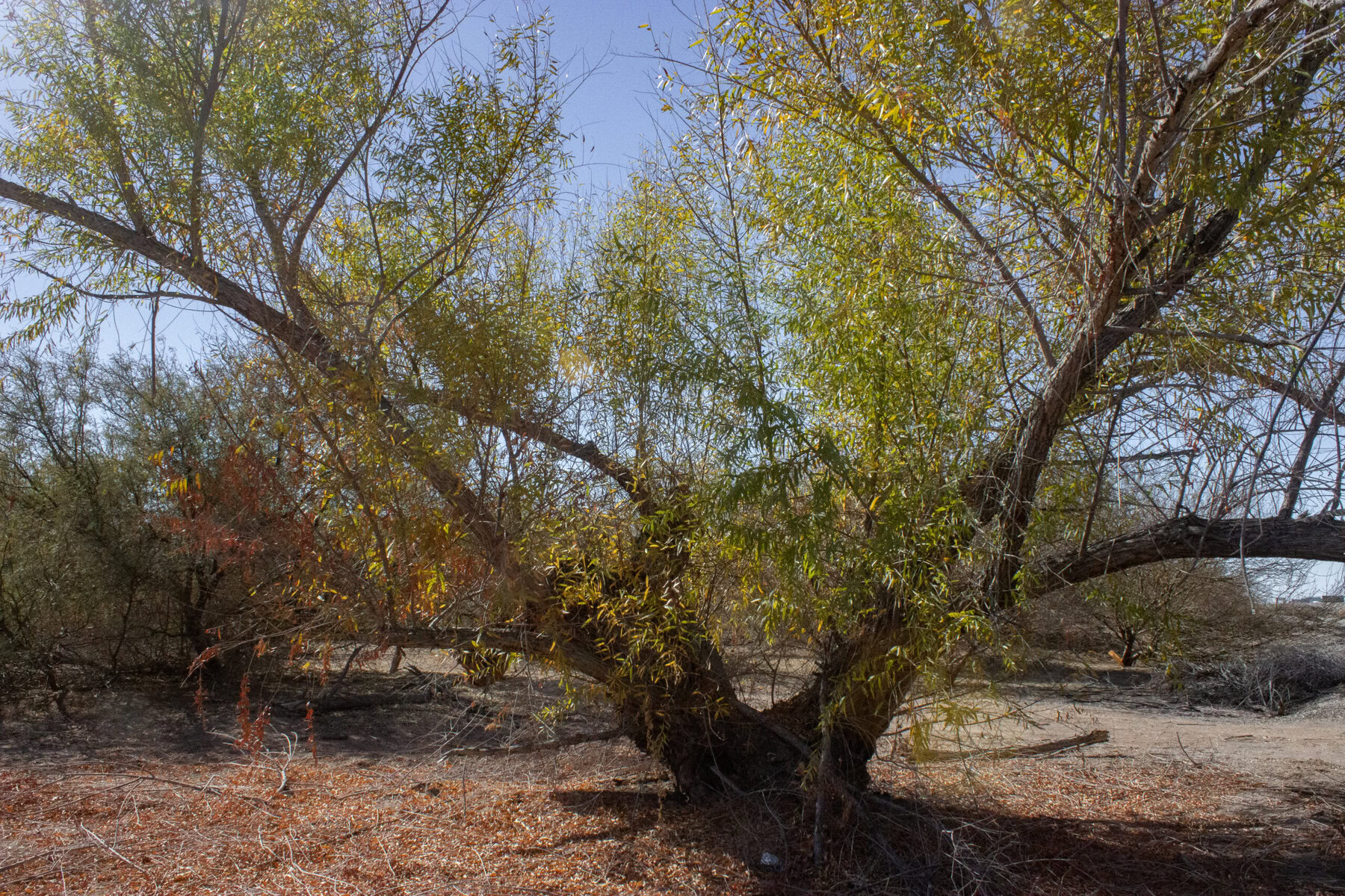 Goodding’s willow growing near the river.