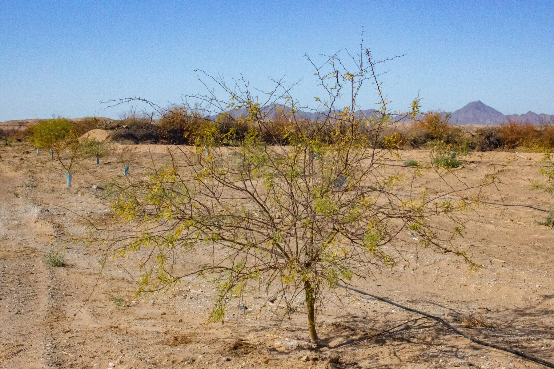 A row of honey mesquite saplings in the desert.