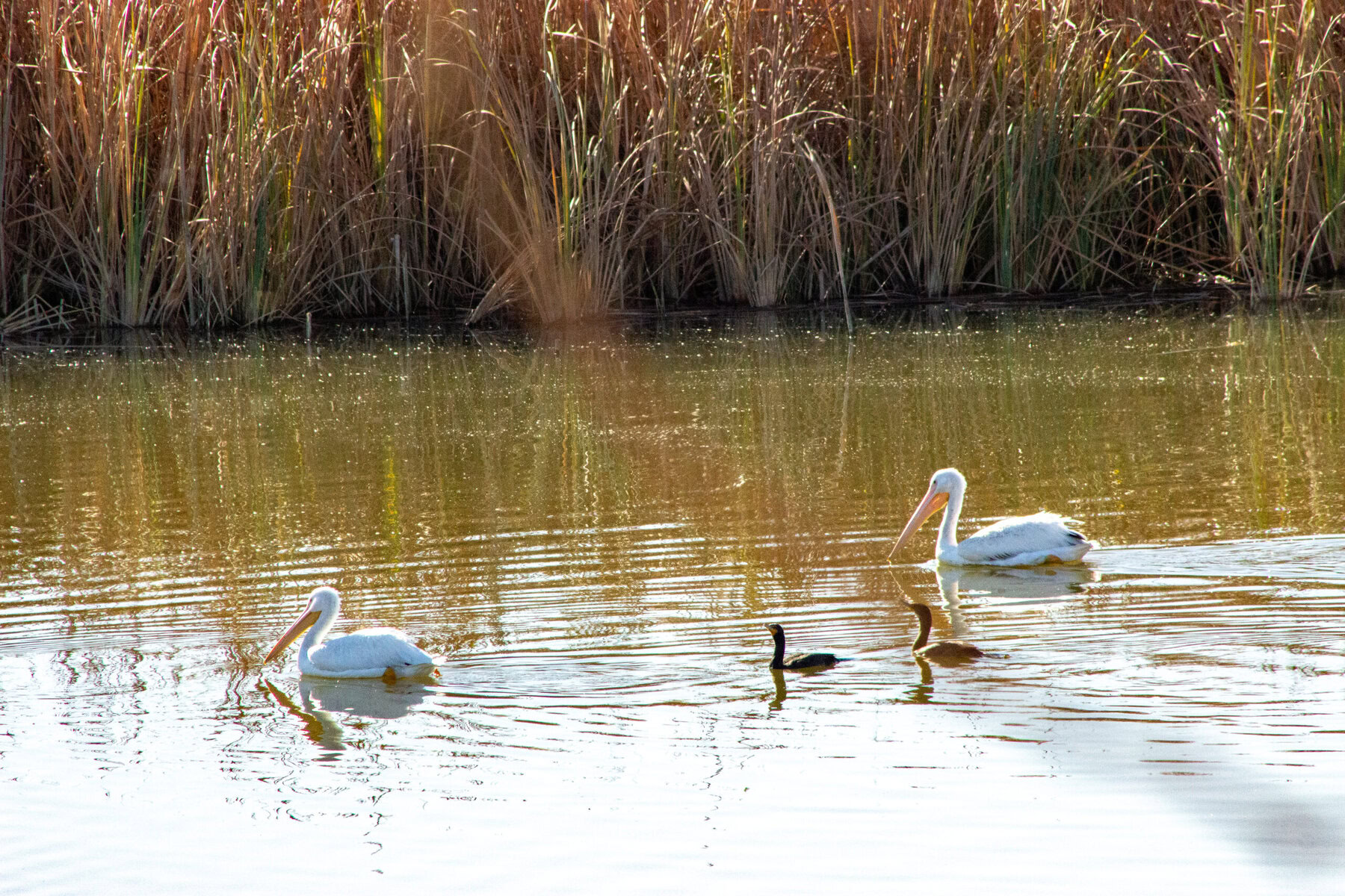 Pelicans in the Colorado River.